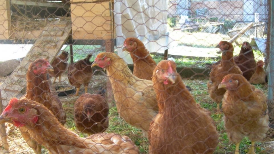 Κλεφτοκοτάδες στη Μικρομάνη