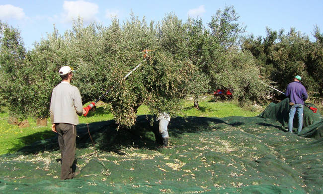 Κρήτη: Έστελνε εργάτες για να ραβδίσουν ξένες ελιές