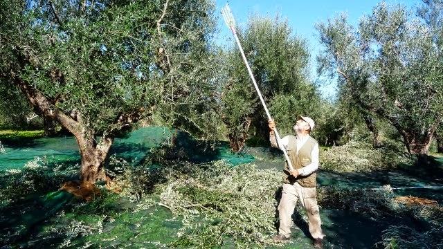 Π. Μαντάς: «Σε μεγάλο κίνδυνο η ελαιοσυγκομιδή, οι θερμοκηπιακές καλλιέργειες και το εισόδημα των παραγωγών»