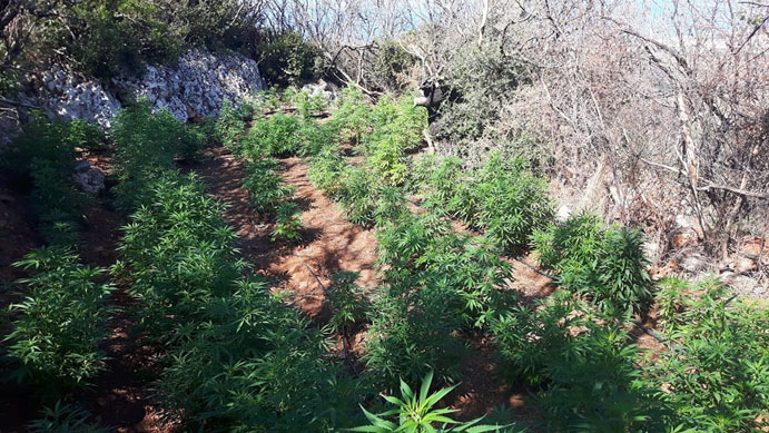 Ισόβια σε 34χρονο που καλλιεργούσε 651 χασισόδεντρα για να φτιάξει την προίκα του