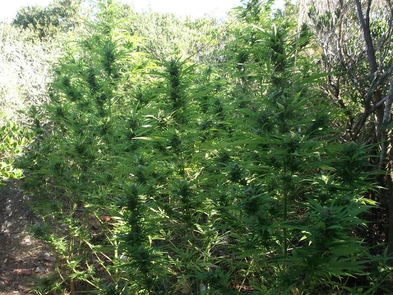 Ισόβια και 200.000 ευρώ σε δύο Μεσσήνιους για 1.142 υπερμεγέθη χασισόδεντρα