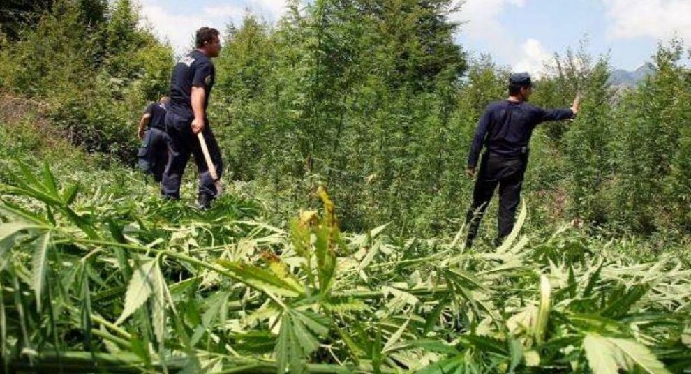 Στα «μαλακά» λόγω τοξικομανίας  για καλλιέργεια 147 χασισόδεντρων