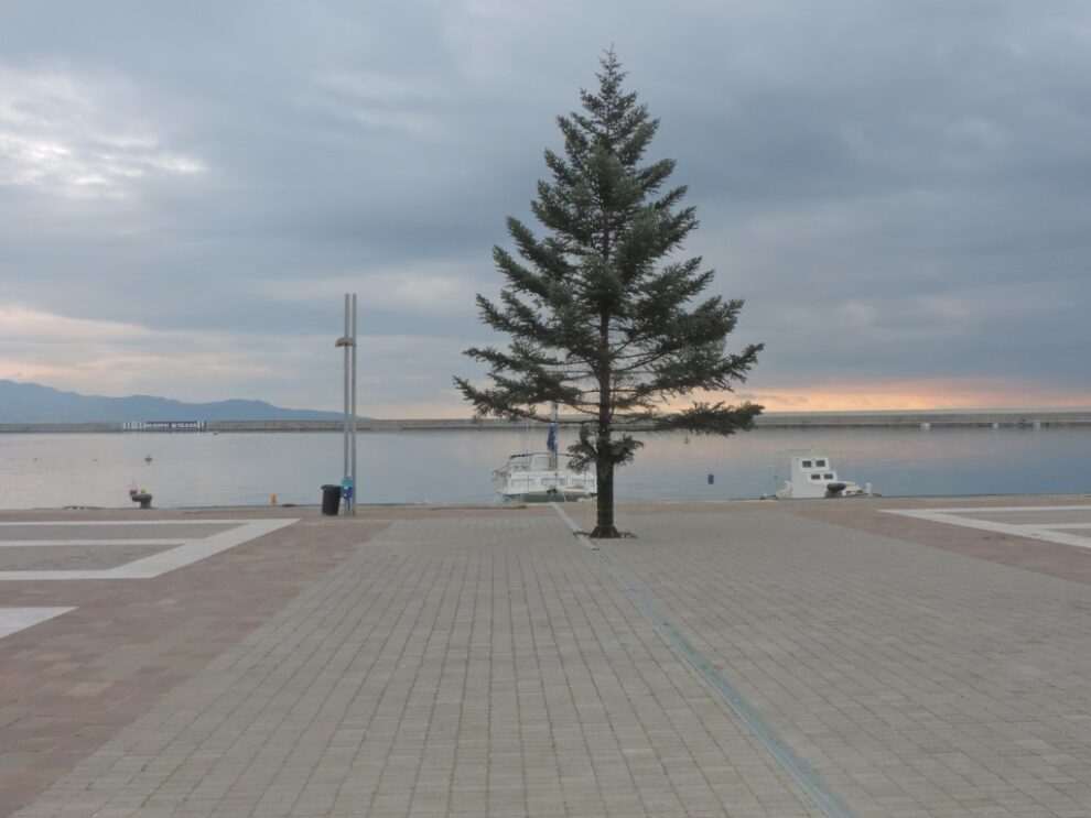 Φυσικά δέντρα από τον Ταΰγετο στολίζουν την Καλαμάτα