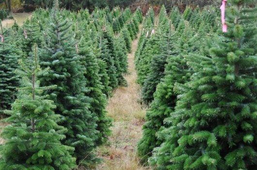 Μειώνονται κάθε χρόνο οι φυτείες χριστουγεννιάτικων δέντρων στον Ταΰγετο