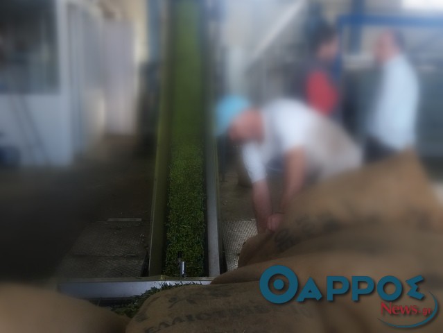 Μετρούν ζημιές τα ελαιοτριβεία στη Μεσσηνία