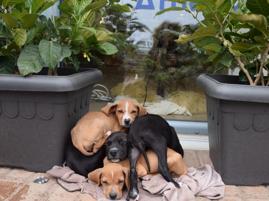 Κουταβάκια φιλοξενούνται στο Δημαρχείο