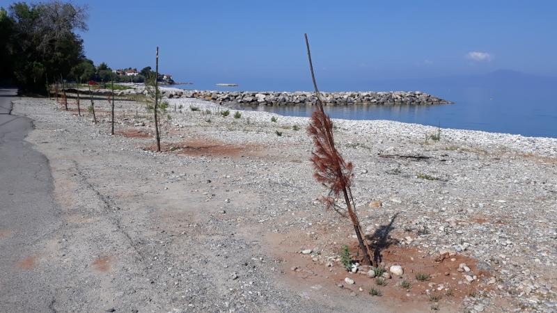 Είχαν φυτεύσει ξανά πεύκα στη Μ. Μαντίνεια