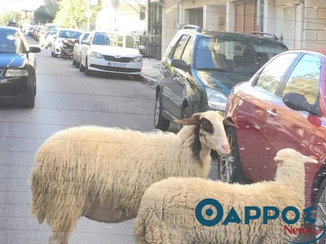 Πρόβατα κάνουν τη βόλτα τους στο κέντρο της Καλαμάτας