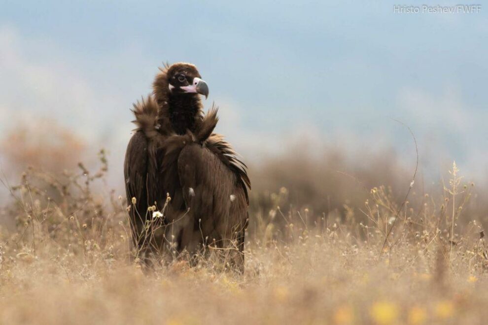 Σπάνιος μαυρόγυπας διέσχισε τα Βαλκάνια και τελικά πέθανε από φόλα στη Μάνη