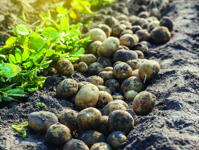 Μείωση στην πρώιμη πατάτα στη Μεσσηνία