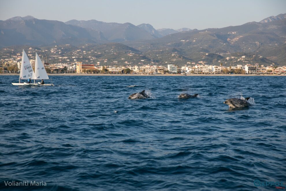 Εκπληκτικές στιγμές με δελφίνια στην παραλία της Καλαμάτας (φωτογραφία)