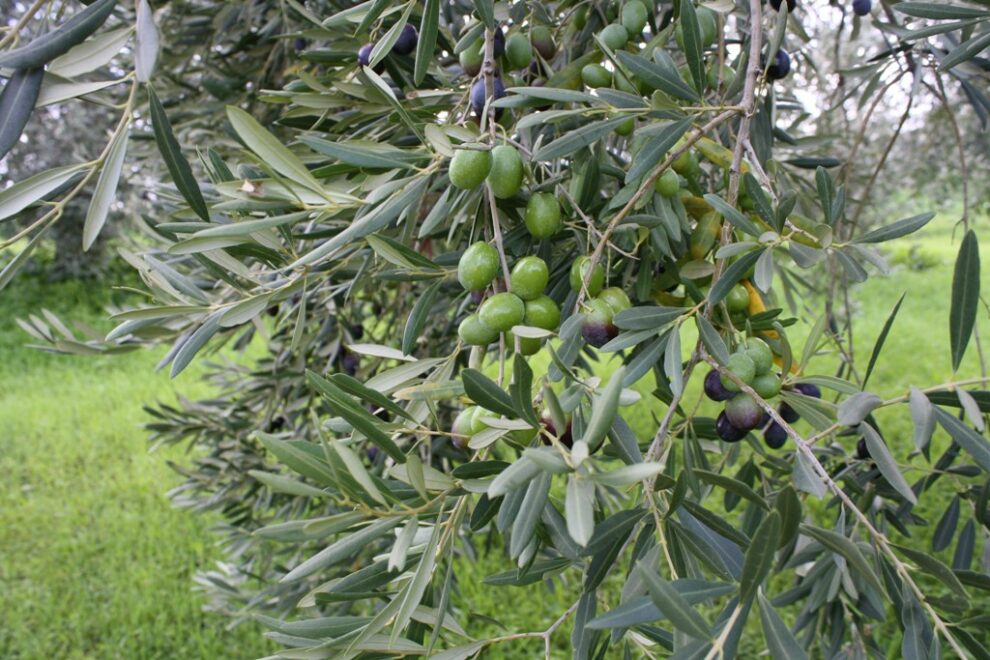 Φόβοι για μεγάλες ζημιές της ελληνικής ελαιοπαραγωγής από τον καύσωνα των τελευταίων ημερών