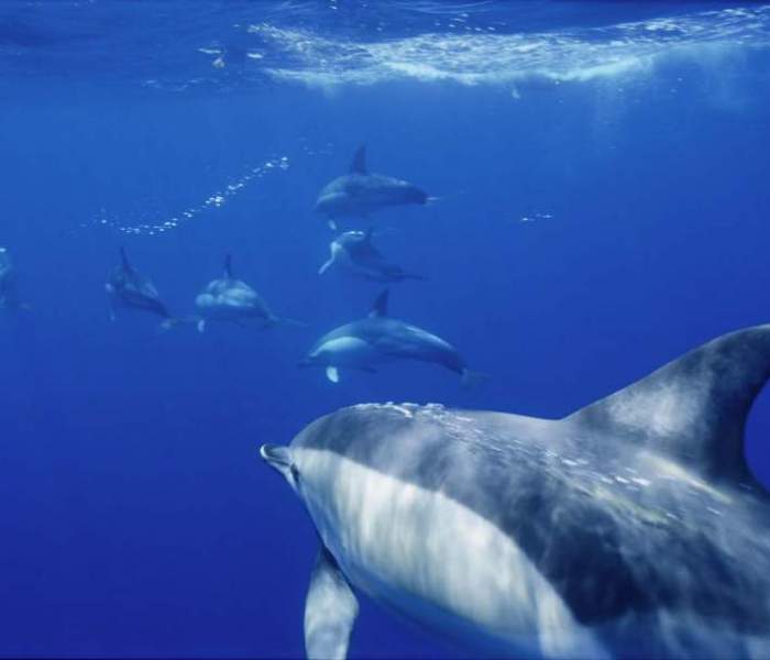 Στην Costa Navarino το μεγαλύτερο διεθνές συνέδριο για τα θαλάσσια θηλαστικά