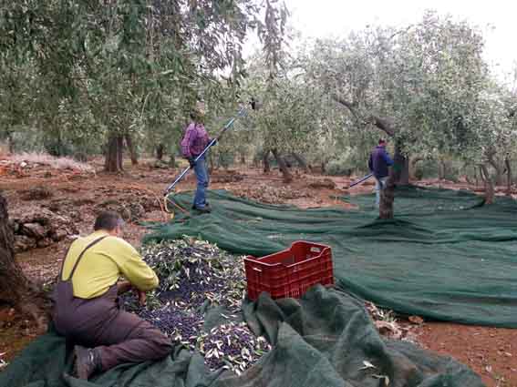 6η η Μεσσηνία με μείωση 18,2% στις απώλειες αγροτικών εισοδημάτων