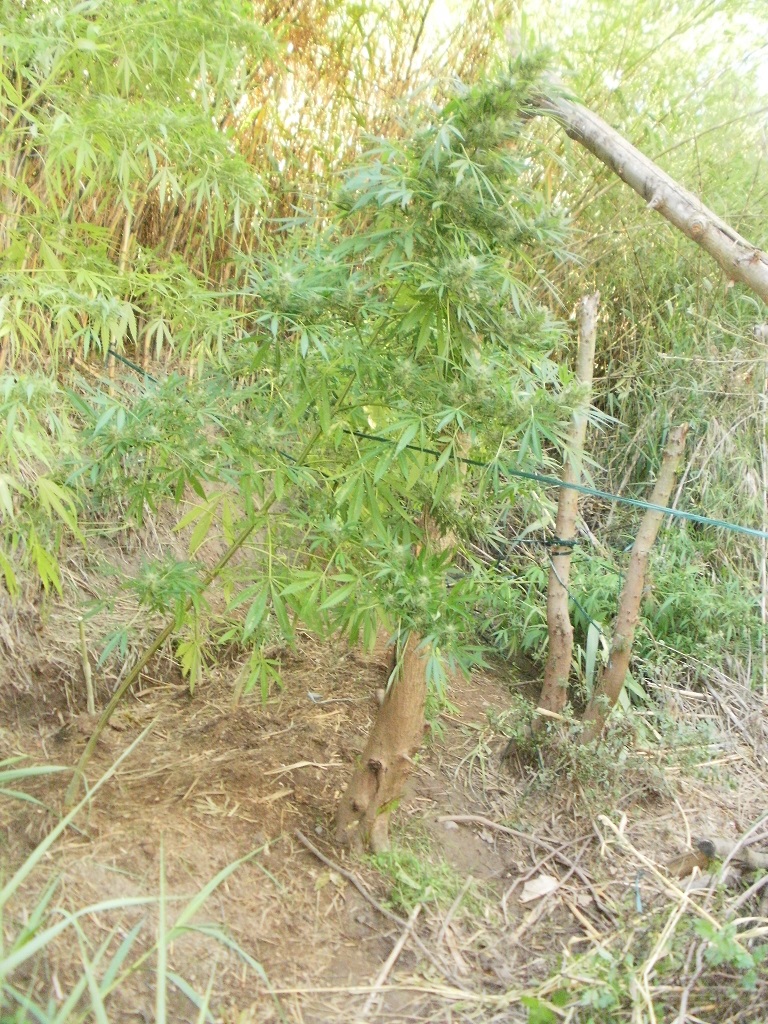 Εντοπίστηκε φυτεία δενδρυλλίων κάνναβης στη Μεσσηνία (φωτογραφίες)