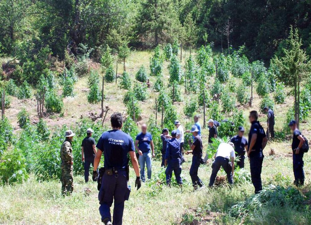 Γιγαντο-φυτεία 5 μέτρων ανακάλυψε μηχάνημα καθαρισμού ρέματος στη Βαλύρα