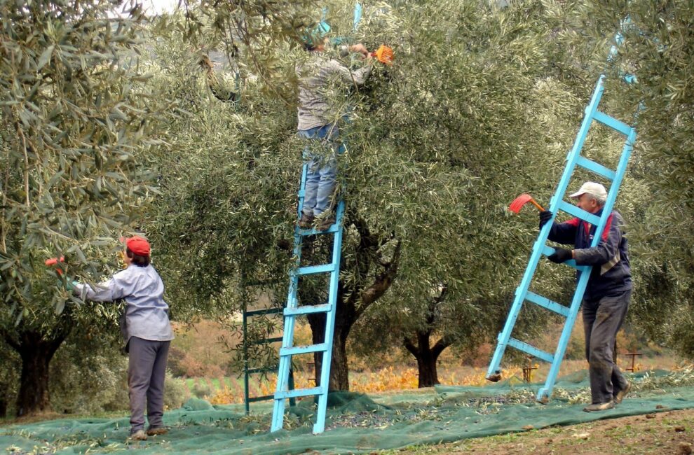 Αγροτικός Γαργαλιάνων: «Προτείνουμε και πιστεύουμε ότι  μεροκάματο 35 – 40 ευρώ είναι δίκαιο