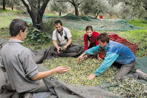 Ψαλίδι ως 30% στις επιδοτήσεις αγροτών