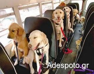 Ερώτηση – καταγγελία από  το adespoto.gr κατά του Δημάρχου Καλαμάτας και τις δηλώσεις του για τα αδέσποτα