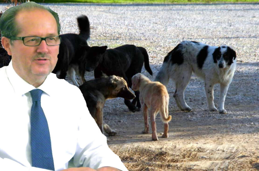 Απαντά ο δήμαρχος Καλαμάτας στον Πανελλήνιο ξεσηκωμό των ζωόφιλων