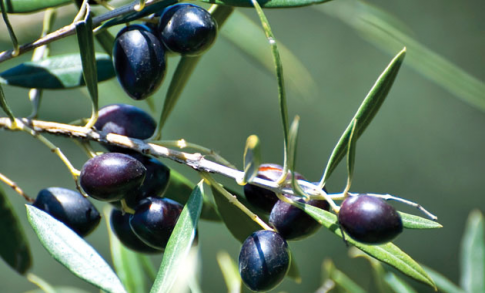 Ξέφυγε ο λογαριασμός με τα κόστη παραγωγής της Καλαμών, πάνω από 1,40 το κιλό