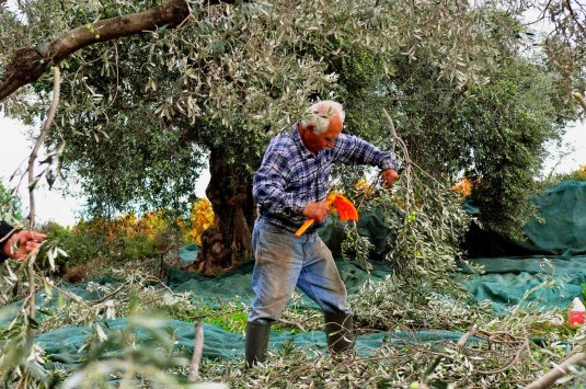 Το κράτος πληρώνει τις ζημιές από την ακαρπία στις ελιές