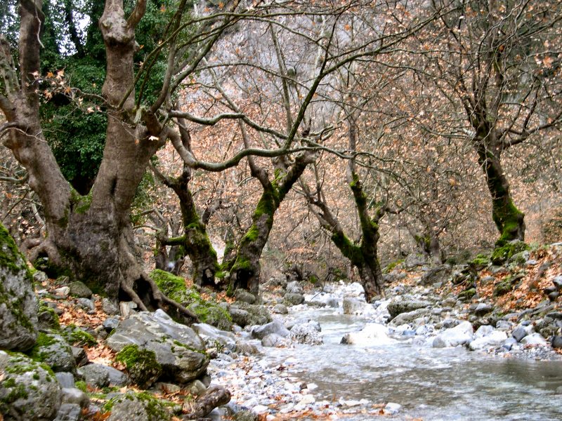 Η αστυνομία στον Ταΰγετο για σύλληψη φυγόδικου