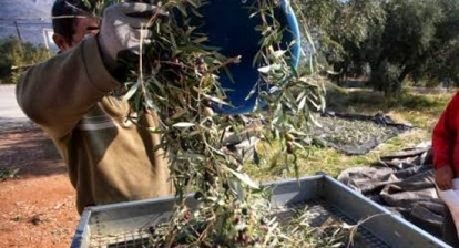 Π. Αλευράς: «Χρονίσαμε κι ακόμα να ετοιμασθεί ο φάκελος για την ακαρπία ελαιοδένδρων»