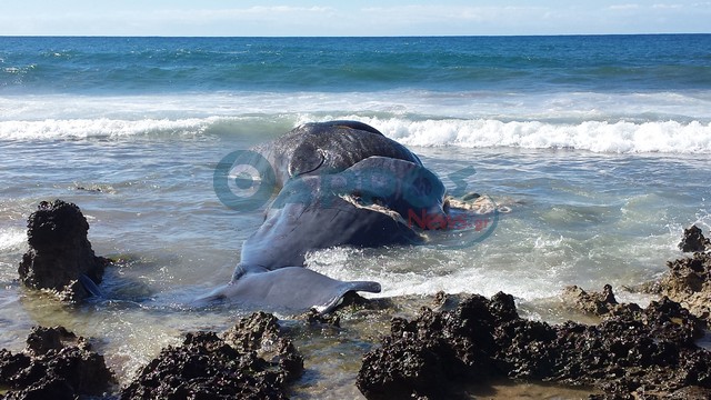 Απομάκρυνση της νεκρής φάλαινας μήκους 10.5 μέτρων (φωτογραφίες)
