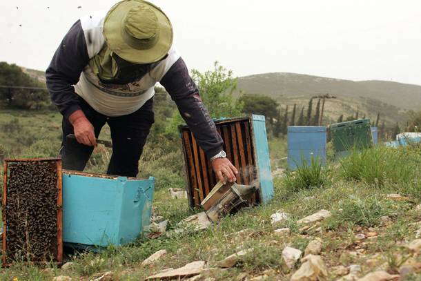 Κλοπές και φυτοφάρμακα,  μάστιγα για τους μελισσοκόμους της Μεσσηνίας