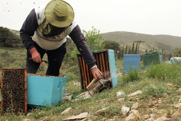 Κλοπές και φυτοφάρμακα, μάστιγα για τους μελισσοκόμους της Μεσσηνίας