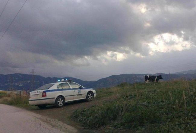 Μηνυτήρια αναφορά στον εισαγγελέα από κατοίκους του Ταΰγετου για τα αδέσποτα ζώα