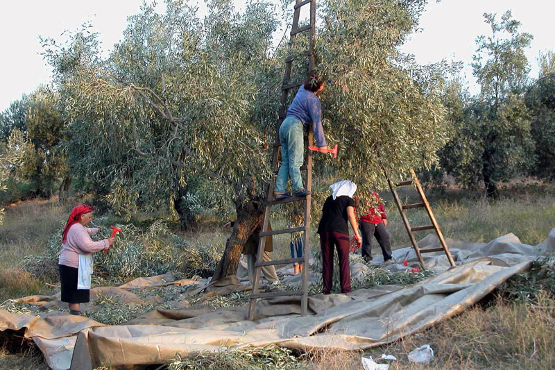 Πάνω από το μισό η μείωση στην παραγωγή ελαιολάδου για φέτος