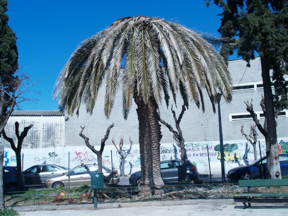 Πρόσκληση ενδιαφέροντος για υποδομή προστασίας φοινικοειδών