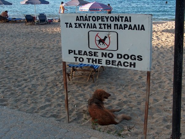 Μακριά τα σκυλιά από τις παραλίες  Στούπας, Καλόγριας και Σάντοβας