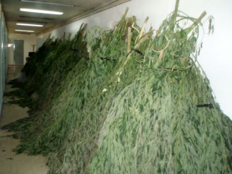 Καταδικάσθηκαν και για τα 992 χασισόδεντρα στη Βάλτα οι δύο βασικοί κατηγορούμενοι