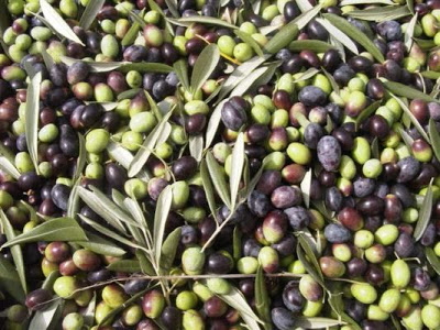 Μείον 56% η φετινή ελληνική παραγωγή ελαιολάδου σε σχέση με πέρυσι