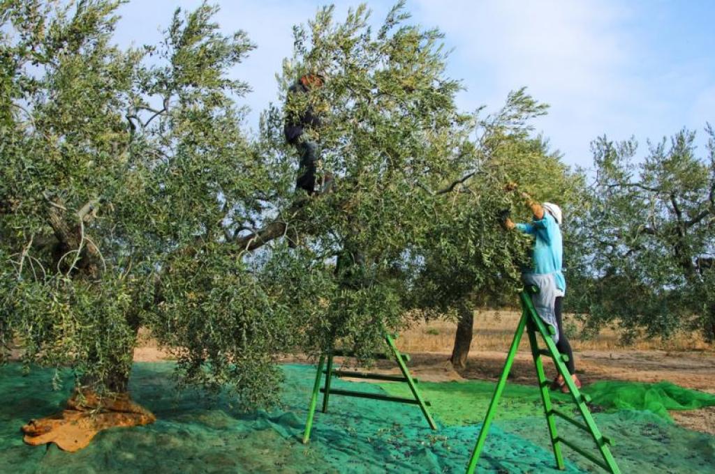 Ανησυχία από ζέστη, σκόνη και δάκο για τους ελαιοπαραγωγούς