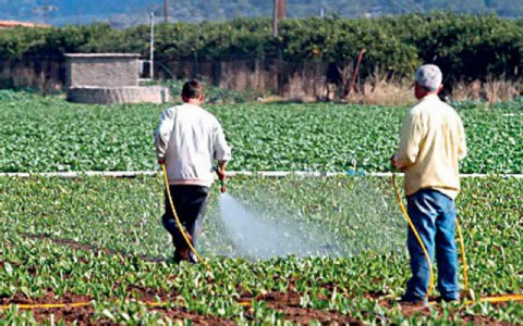 Άδεια χρήσης για ζιζανιοκτόνο  ζητά ο Αγροτικός Σύλλογος Καλαμάτας