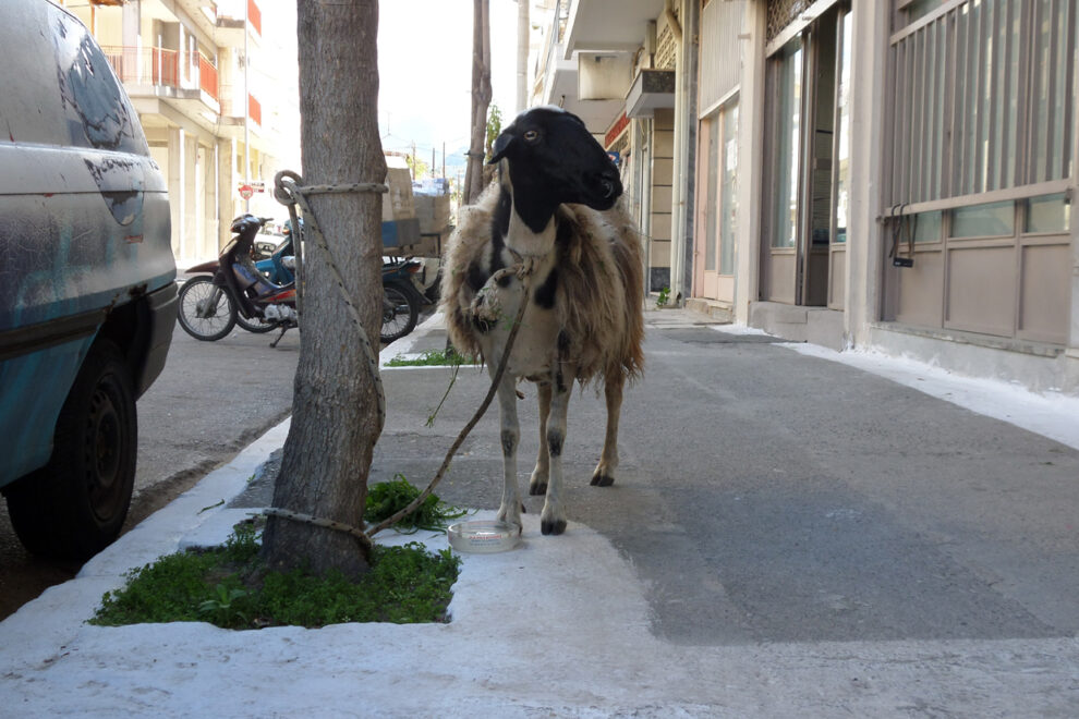 Έξω από το μαντρί…