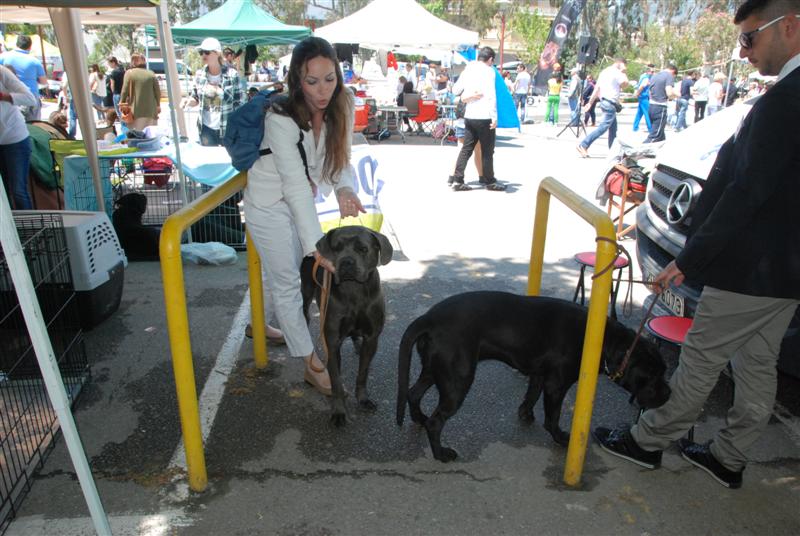 13η Πανελλήνια Έκθεση Μορφολογίας Σκύλων στην Καλαμάτα