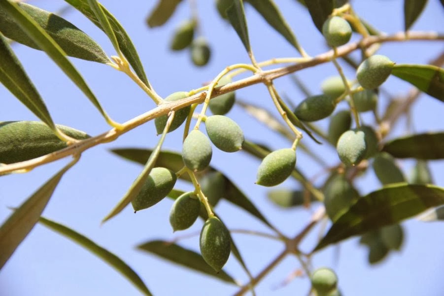 65 εκατ. ευρώ οι αποζημιώσεις της ακαρπίας