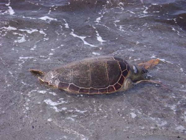 Τραυματισμένη θαλάσσια χελώνα στο λιμάνι Κυπαρισσίας