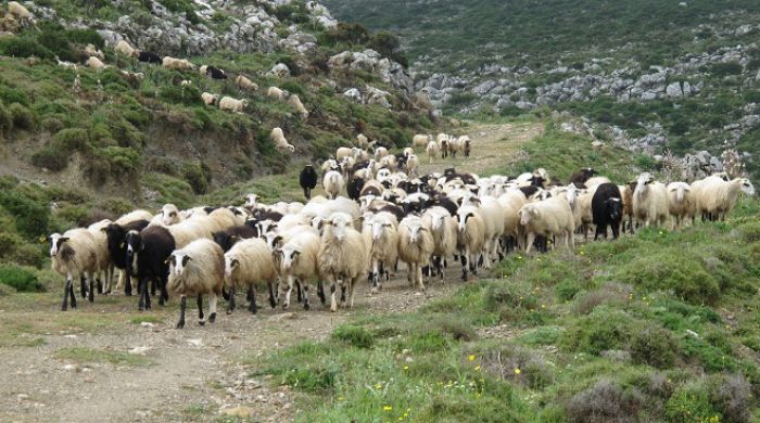 Κρούσματα καταρροϊκού  πυρετού και στη Μεσσηνία!