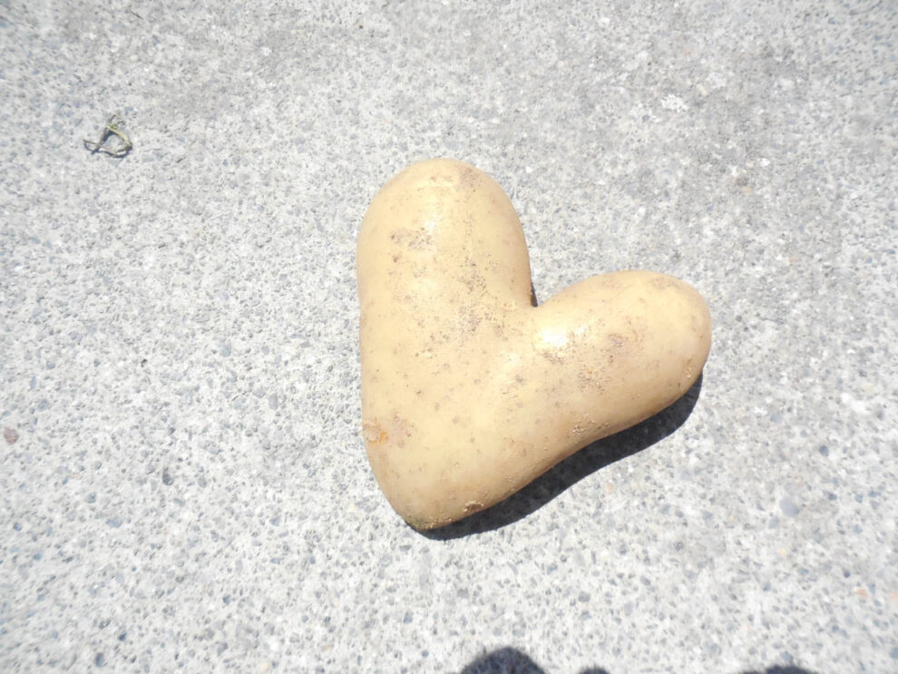 Και πατάτα σε σχήμα καρδιάς στη Μεσσηνία