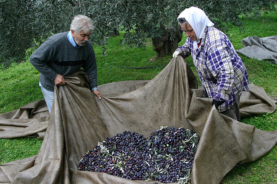 Κατέρρευσε η παραγωγή του ελαιολάδου λόγω της ακαρπίας στα δέντρα