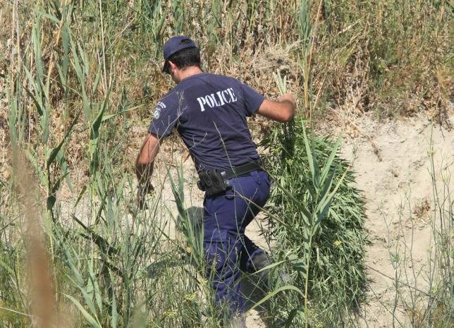 Κάθειρξη 12 ετών για 312 χασισόδεντρα