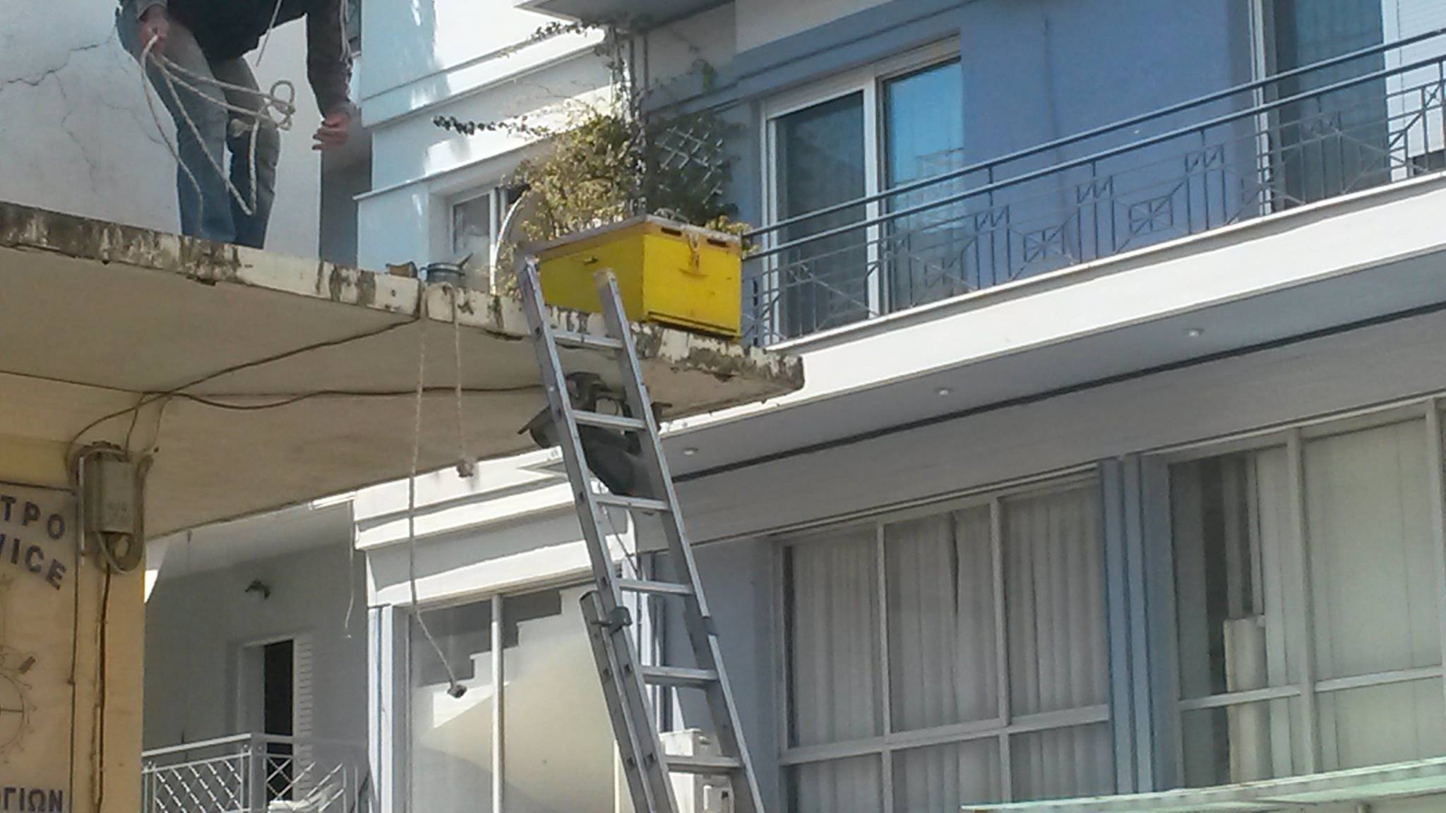 Μελισσοκόμοι έπιασαν δουλειά στο κέντρο της Καλαμάτας (βίντεο)