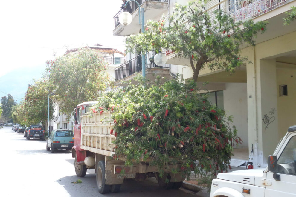 Φοβήθηκαν το κλάδεμα…