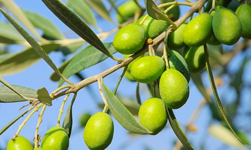 Χρήματα για 4 ελαιοκομικούς φορείς στη Μεσσηνία